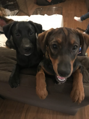 Journey Home Rescue - Pet Shelter and Rescue in Temple, Texas