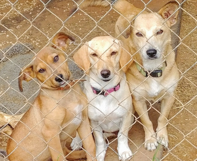 Paws Ranch Rescue And Animal Sanctuary - Pet Shelter and Rescue in San Antonio, Texas