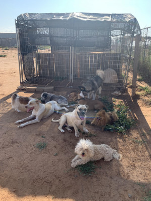 Waggin Tails Animal Sanctuary - Pet Shelter and Rescue in Anton, Texas