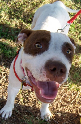 Jethro Homeward Bound Pets - Pet Shelter and Rescue in Alpine, Texas