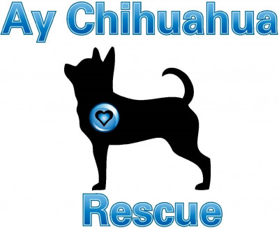 AY CHIHUAHUA RESCUE - Pet Shelter and Rescue in Austin, Texas