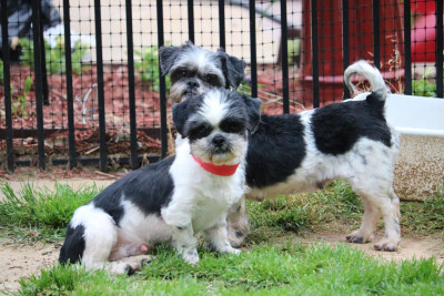 Passion For Pooches Rescue - Pet Shelter and Rescue in Texarkana, Texas