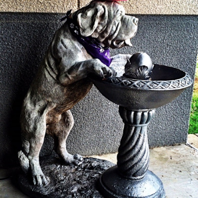 City Of Hurst Animal Services - Pet Shelter and Rescue in Hurst, Texas