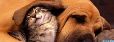 Bell County Animal Shelter - Pet Shelter and Rescue in Belton, Texas