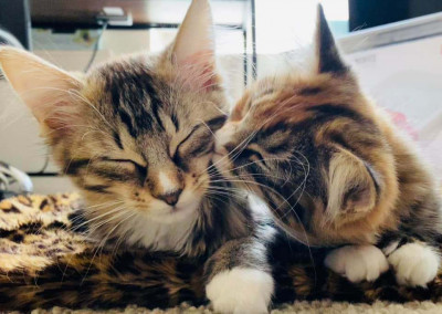 Friends Of Rescue Animals - Pet Shelter and Rescue in Rowlett, Texas