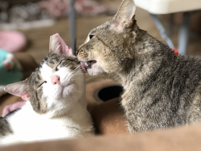 Texas Special Needs Pets - Pet Shelter and Rescue in Houston, Texas