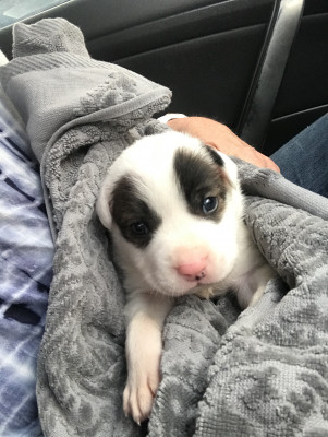 Pups Of Texas Rescue, Inc. - Pet Shelter and Rescue in Humble, Texas