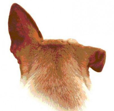 Companion Animal Network - Pet Shelter and Rescue in Carrollton, Texas