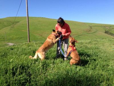 WKODIT - Pet Shelter and Rescue in La Honda, California