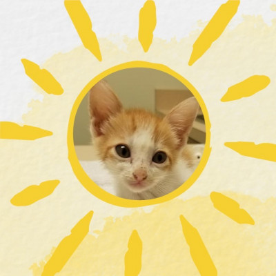 The Sunshine Fund Cat Rescue - Pet Shelter and Rescue in Houston, Texas