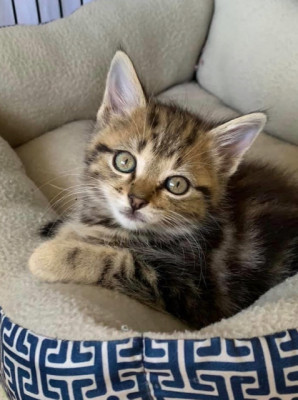 City Of Bridgeport Animal Services - Pet Shelter and Rescue in Bridgeport, Texas