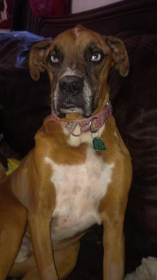 A Doggie 4 You - Pet Shelter and Rescue