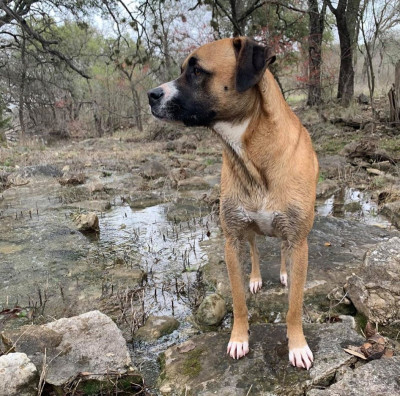 Rogues Rescue Ranch - Pet Shelter and Rescue in Spicewood, Texas