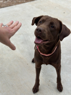 Burttschell Rescue Ranch - Pet Shelter and Rescue in Sealy, Texas