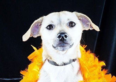 Glass Slipper Animal Rescue - Pet Shelter and Rescue in Houston, Texas