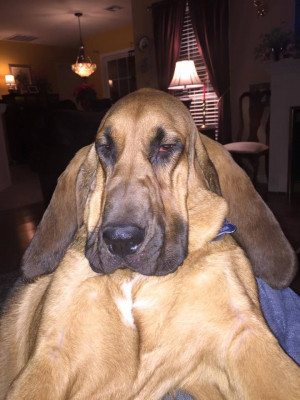 South Central Bloodhound Club - Pet Shelter and Rescue in Dallas, Texas