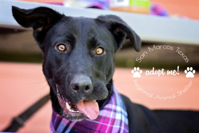 San Marcos Regional Animal Shelter - Pet Shelter and Rescue in San Marcos, Texas