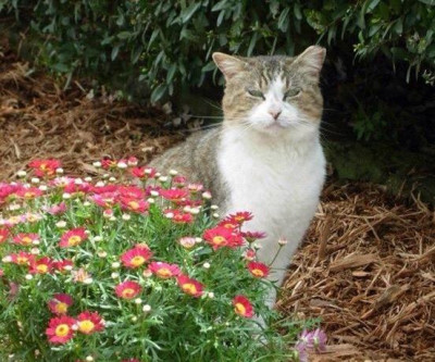 Safe Haven Cat Sanctuary - Pet Shelter and Rescue in Haslet, Texas