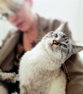 Save A Purrfect Cat Rescue - Pet Shelter and Rescue in Houston, Texas