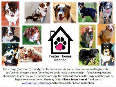 Aussie Rescue & Placement Helpline - Pet Shelter and Rescue in North Richland Hills, Texas