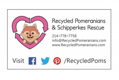 Recycled Poms And Schipperkes - Pet Shelter and Rescue in Garland, Texas