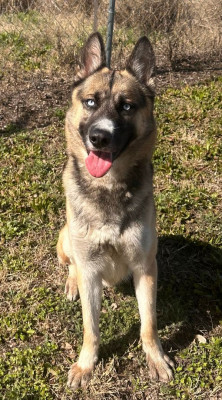 Adopt A Husky Of Dallas Inc. - Pet Shelter and Rescue in Plano, Texas