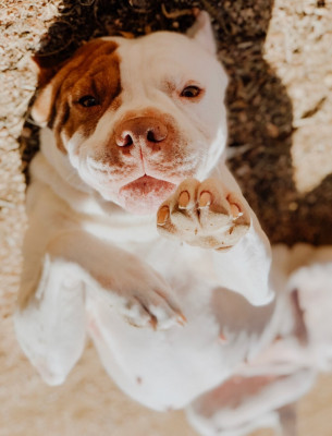 Never Look Back Rescue - Pet Shelter and Rescue in Granite Shoals, Texas