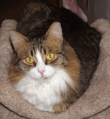 Abandoned Maine Coons Rescue - Pet Shelter and Rescue in Simms, Texas