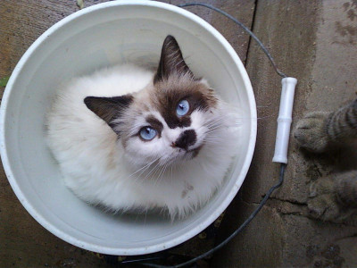 Purrfect Corporation Animal Sanctuary - Pet Shelter and Rescue in Whitney, Texas