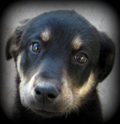 Throw Me A Bone Dog Rescue - Pet Shelter and Rescue in Brentwood, California
