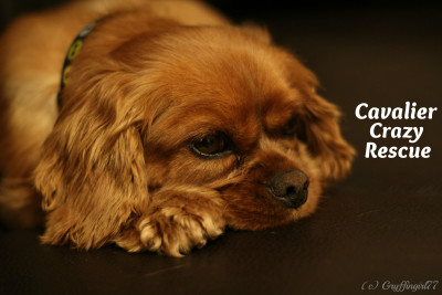 Cavalier Crazy Rescue - Pet Shelter and Rescue in Cottonwood Heights, Utah