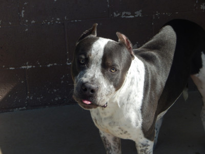 Cedar City Animal Adoption Center - Pet Shelter and Rescue in Cedar City, Utah