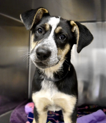Norfolk SPCA - Pet Shelter and Rescue in Norfolk, Virginia