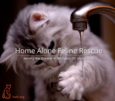 Home Alone Feline Rescue - Pet Shelter and Rescue in Arlington, Virginia