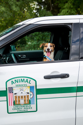 Chesterfield County Animal Services - Pet Shelter and Rescue in Chesterfield, Virginia