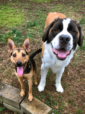 More Fur Dog Rescue - Pet Shelter and Rescue in Radford, Virginia