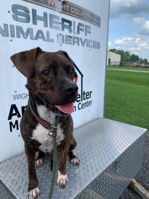 Isle Of Wight County Animal Services - Pet Shelter and Rescue in Windsor, Virginia