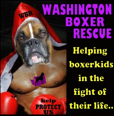 WASHINGTON BOXER RESCUE - Pet Shelter and Rescue in Benton City, Washington