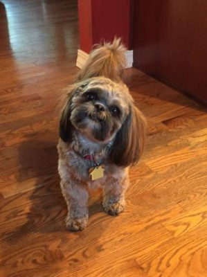 Furbaby Rescue - Pet Shelter and Rescue in Blaine, Washington