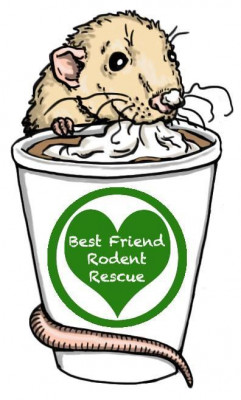 Best Friend Rodent Rescue - Pet Shelter and Rescue in Everett, Washington