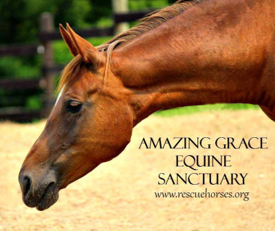 Amazing Grace Equine Sanctuary - Pet Shelter and Rescue in Elkhart Lake, Wisconsin