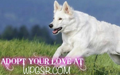 White Paws German Shepherd Dog Rescue Inc. - Pet Shelter and Rescue in Fredonia, Wisconsin