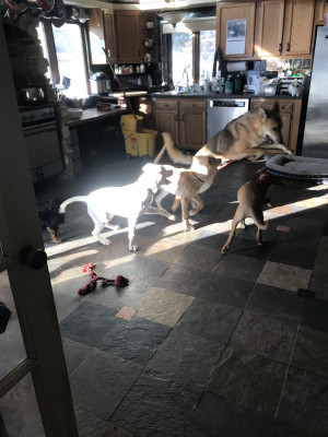 Beautiful Hearts Rescue - Pet Shelter and Rescue in Shell Lake, Wisconsin