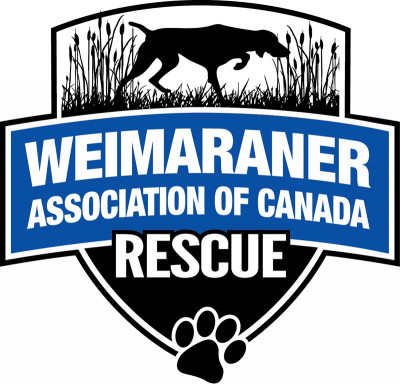Weimaraner Assoc Of Canada - Pet Shelter and Rescue in Calgary, Alberta