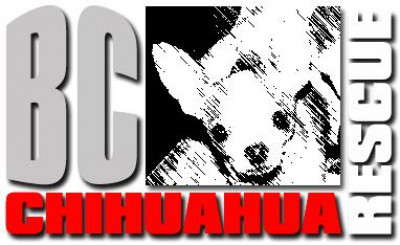 BC Chihuahua Rescue - Pet Shelter and Rescue in Langley Township, British Columbia