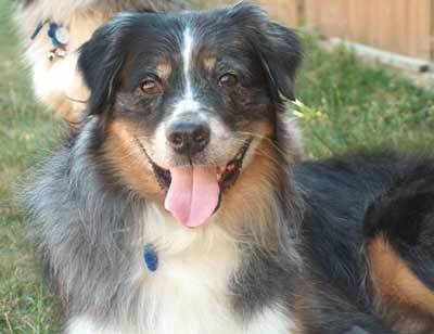 Faunadael Pet Rescue - Pet Shelter and Rescue in Duncan, British Columbia