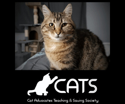 Cat Advocates Teaching  Saving Society - Pet Shelter and Rescue in Courtenay, British Columbia