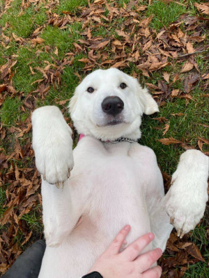 City Of Vancouver Animal Services - Pet Shelter and Rescue in Vancouver, British Columbia