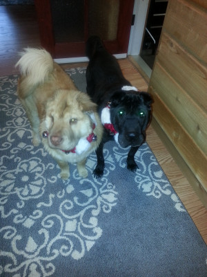 TnT Sharpei Rescue - Pet Shelter and Rescue in Mission, British Columbia