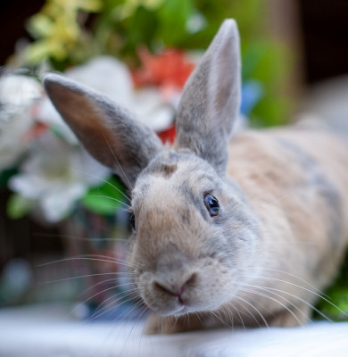 Vancouver Rabbit Rescue And Advocacy - Pet Shelter and Rescue in Vancouver, British Columbia